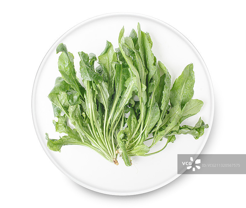 荠菜图片素材