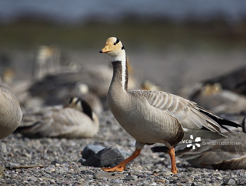 斑头雁图片素材