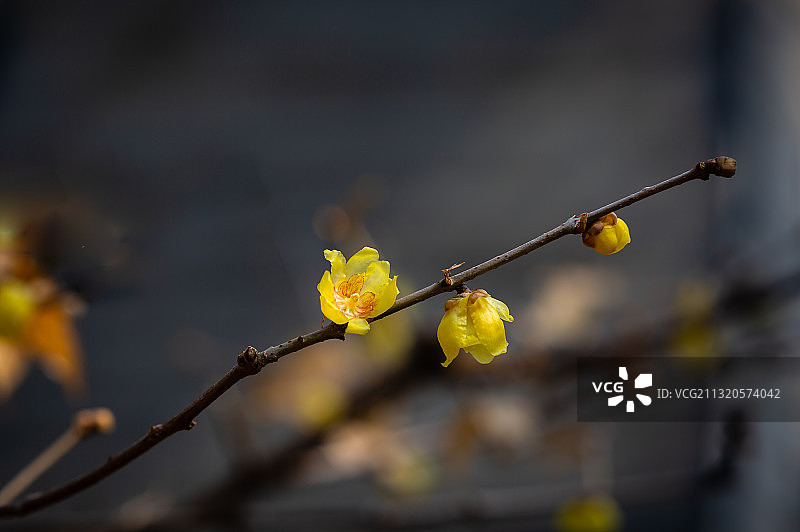 黄色的腊梅花图片素材