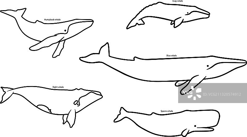 白色背景上的鲸鱼种类图标套装图片素材