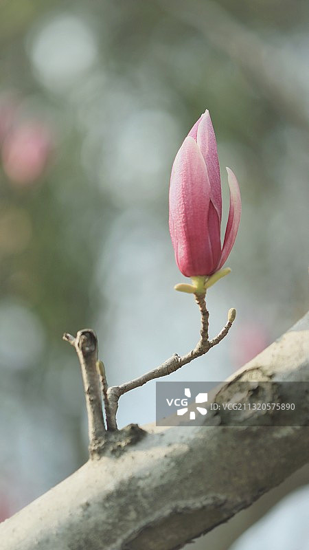 玉兰翘春图片素材