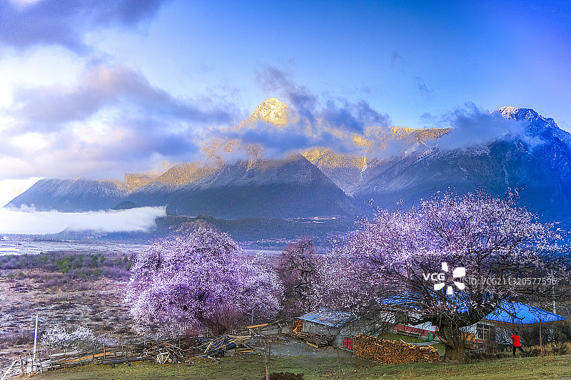 西藏林芝桃花图片素材