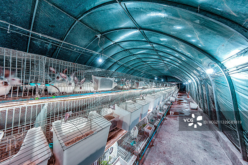 重庆江津：养殖场这样养兔子 投资小、见效快、效益高图片素材