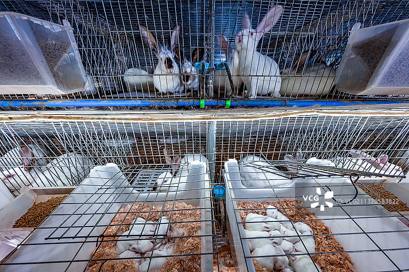 重庆江津：养殖场这样养兔子 投资小、见效快、效益高图片素材