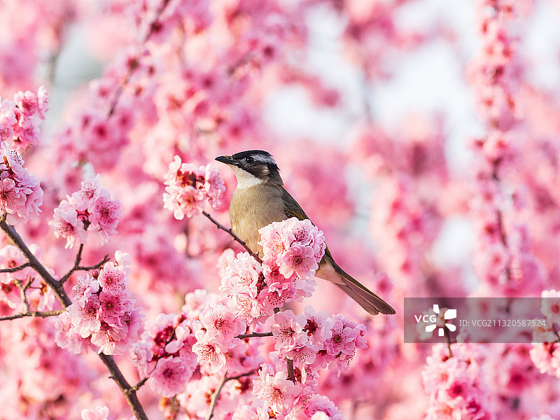 春天的花与鸟图片素材