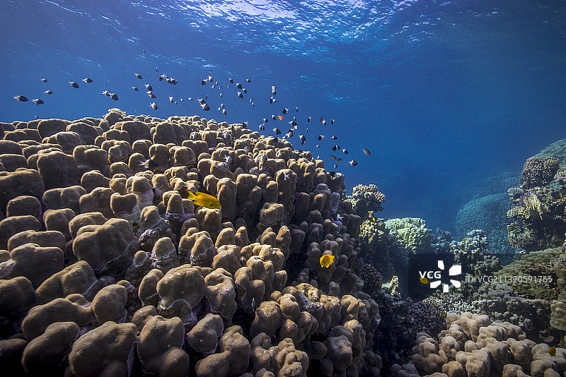 红海的穹顶珊瑚图片素材