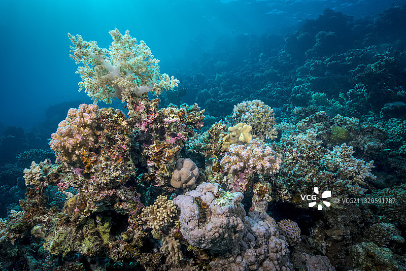 红海中的西兰花珊瑚和石珊瑚图片素材