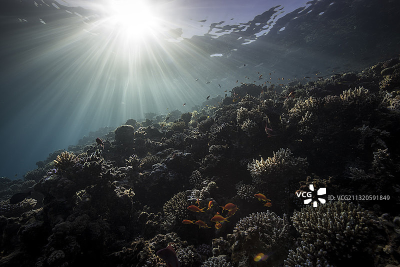红海阳光下的美丽珊瑚——珊瑚礁图片素材