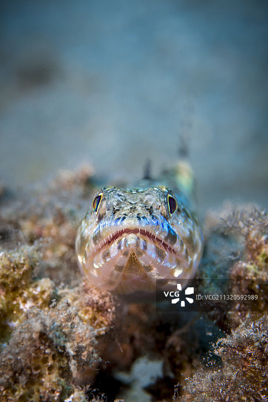 蜥蜴鱼的肖像图片素材