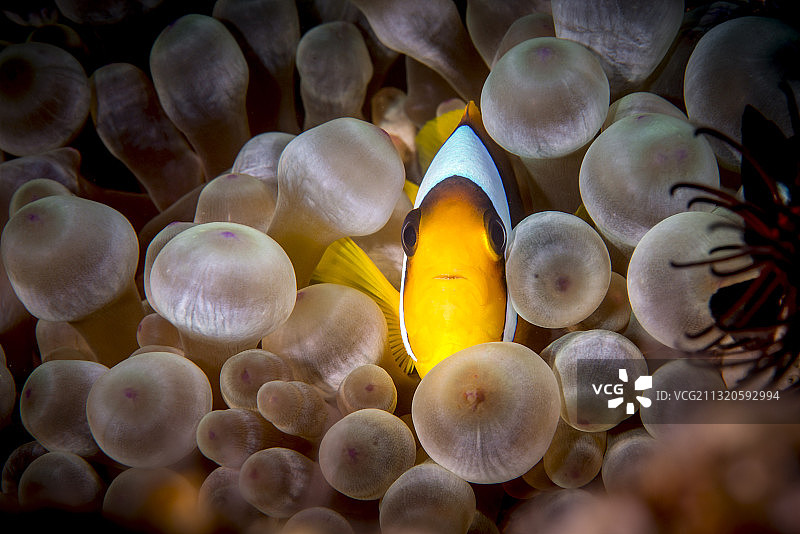 红海中的海葵鱼图片素材