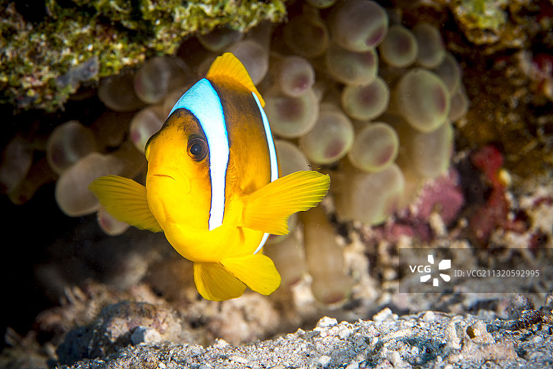 红海中的海葵鱼图片素材