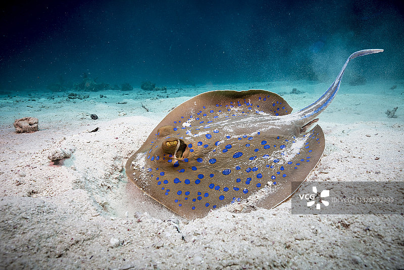 沙地上游动的蓝点魟图片素材