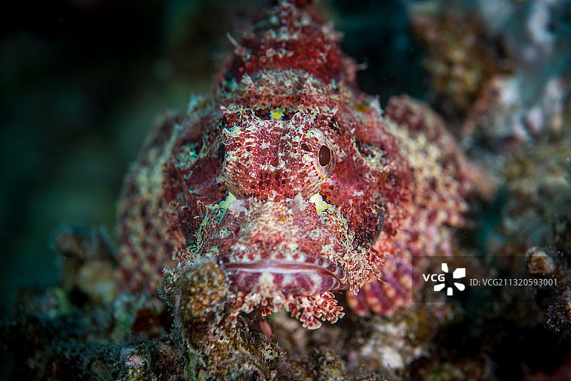 毒蝎鱼肖像图片素材