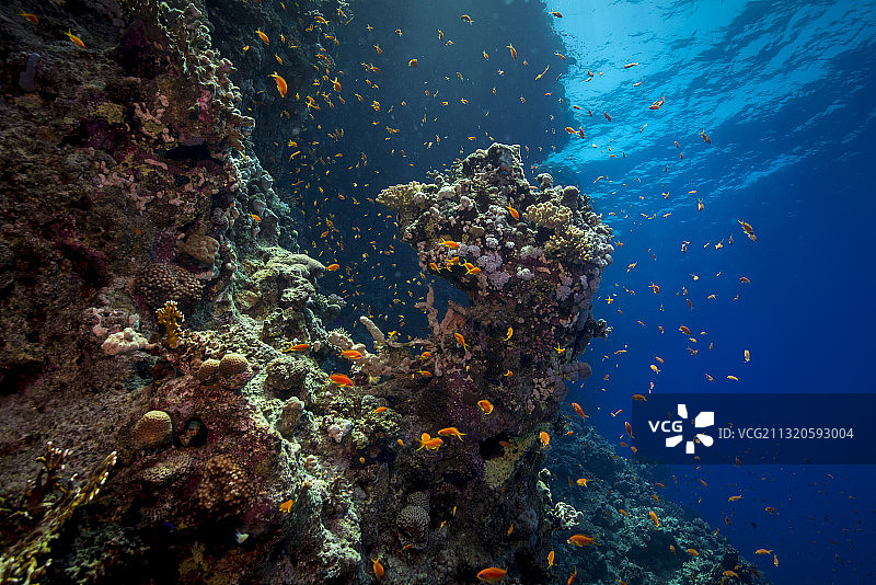 红海美丽珊瑚中的金花鲈鱼群-珊瑚礁图片素材
