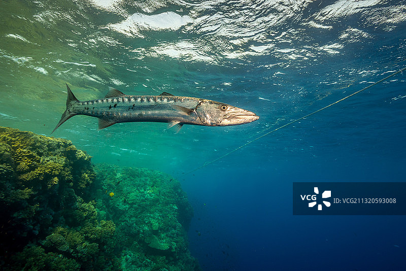 红海珊瑚礁前的大金梭鱼图片素材