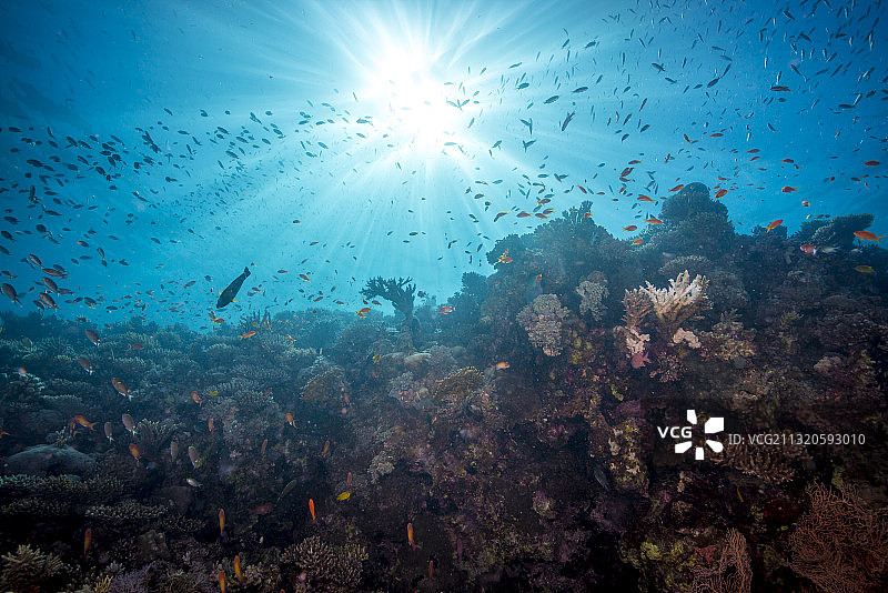 红海的浅滩和美丽珊瑚礁图片素材