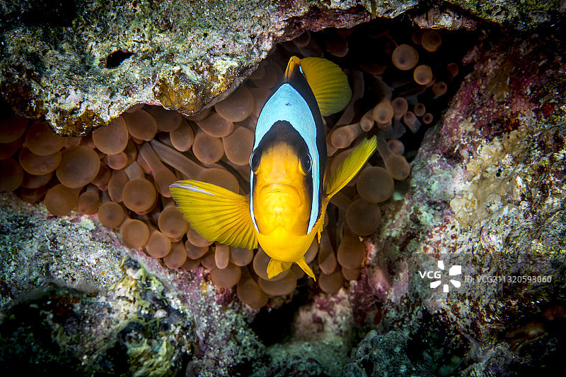 红海中的海葵鱼图片素材