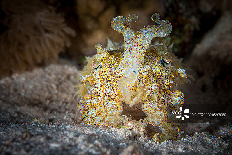 红海珊瑚礁中的夜间乌贼图片素材