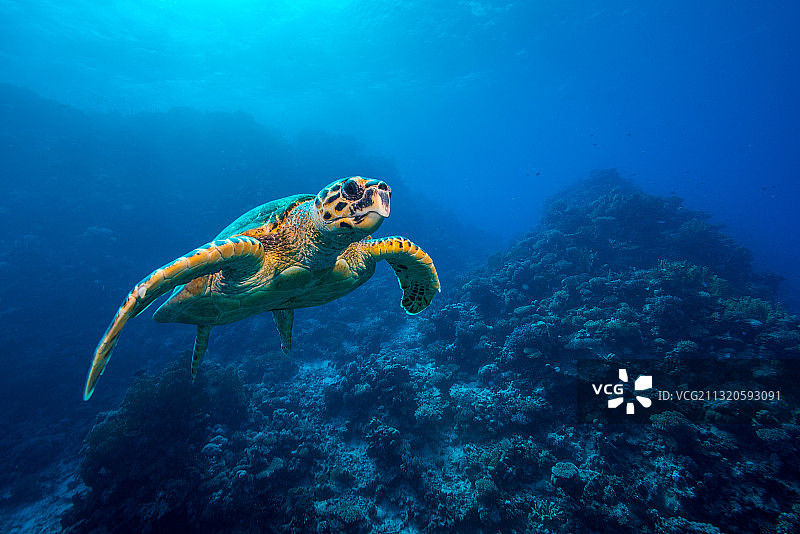 红海珊瑚礁中的玳瑁海龟图片素材