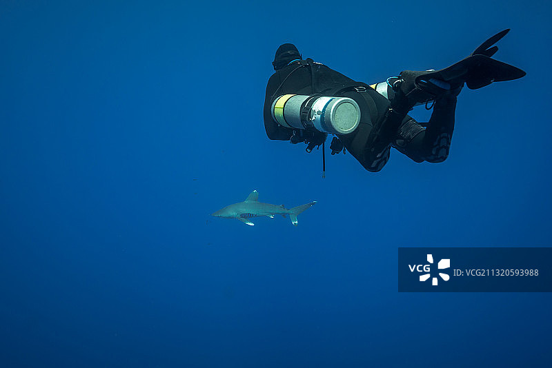 侧挂式水肺潜水员与远洋白鳍鲨在蓝色海水中游泳图片素材