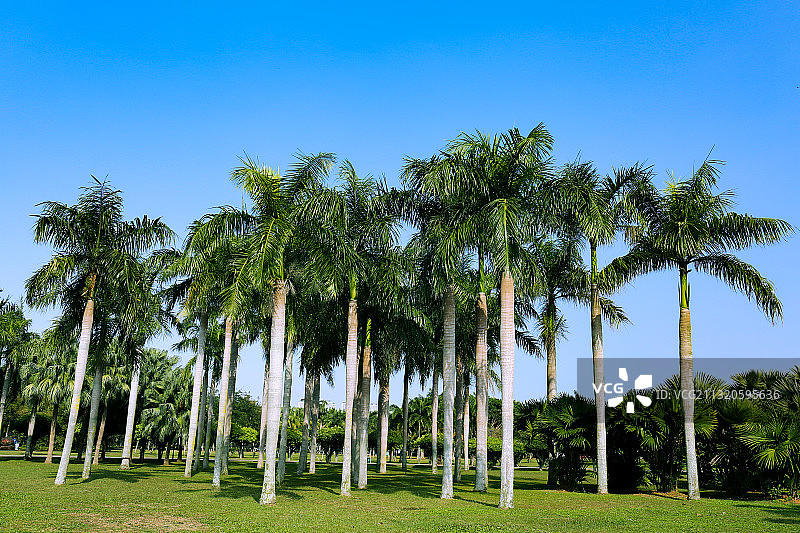 海南海口万绿园棕榈树图片素材
