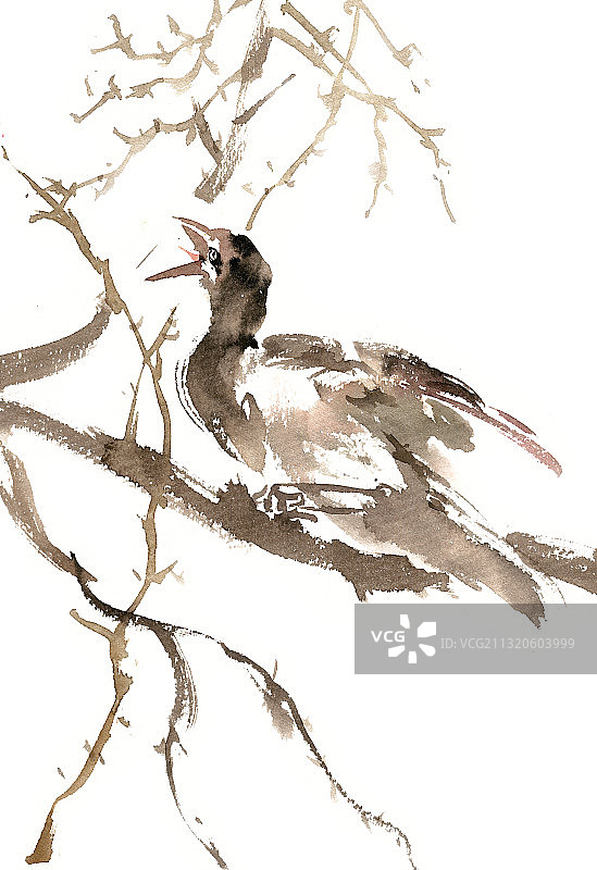 鸣叫的小鸟图片素材