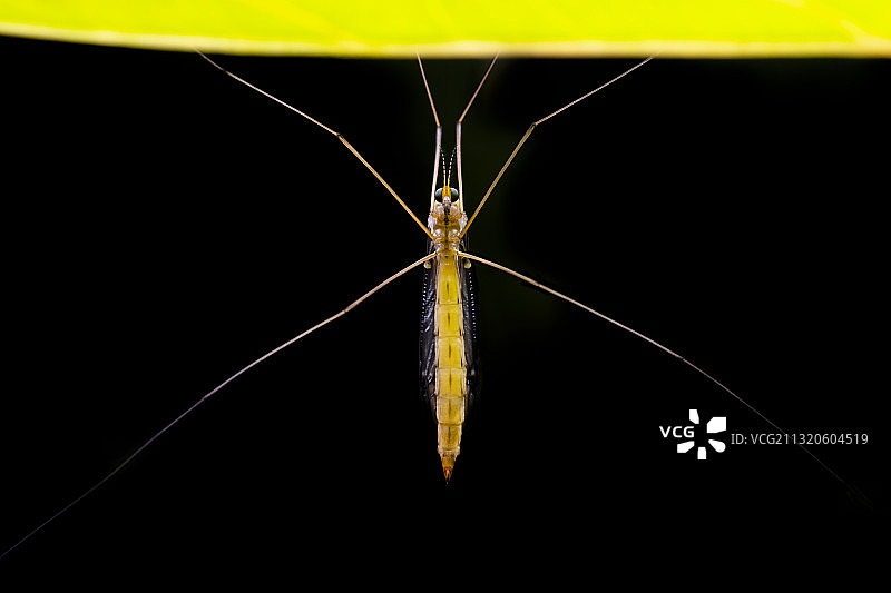 引体向上（大蚊）图片素材