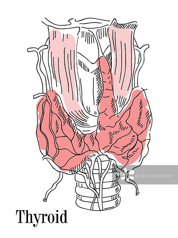 甲状腺和气管图片素材