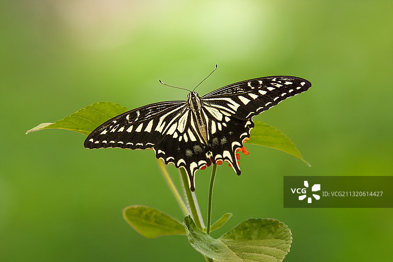 柑桔凤蝶图片素材