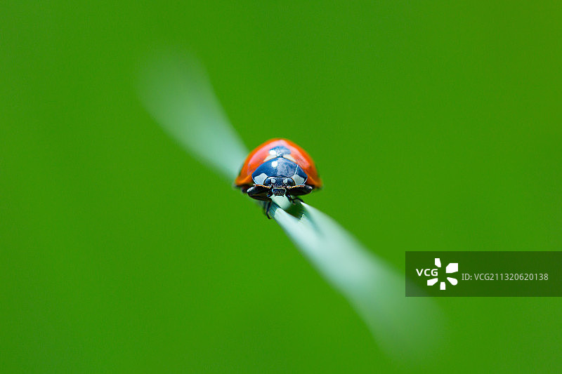 七星瓢虫图片素材
