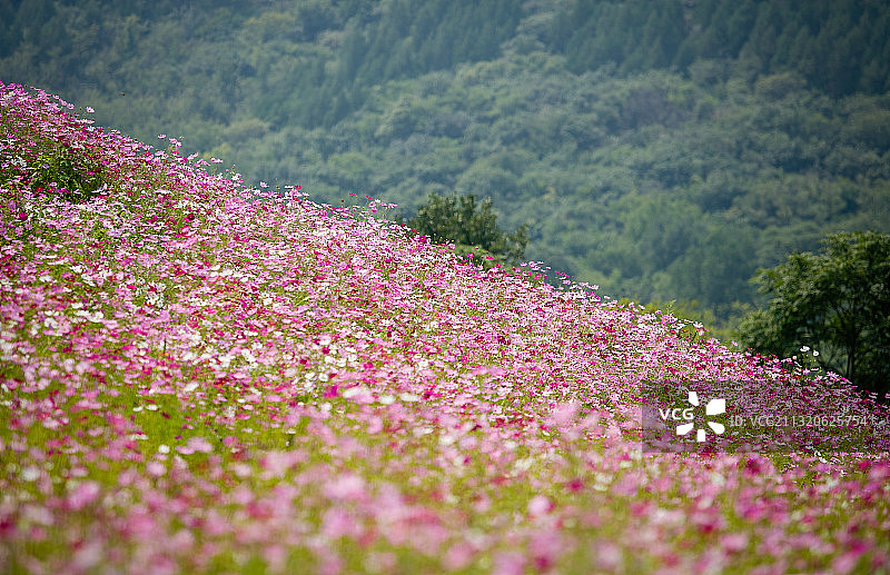 中国山东济南龙鼎大道盛开的格桑花图片素材