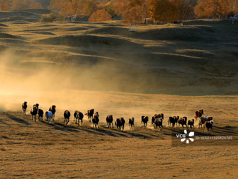 1E8A7846草原上群马奔驰2017.10内蒙古坝上乌兰布图片素材