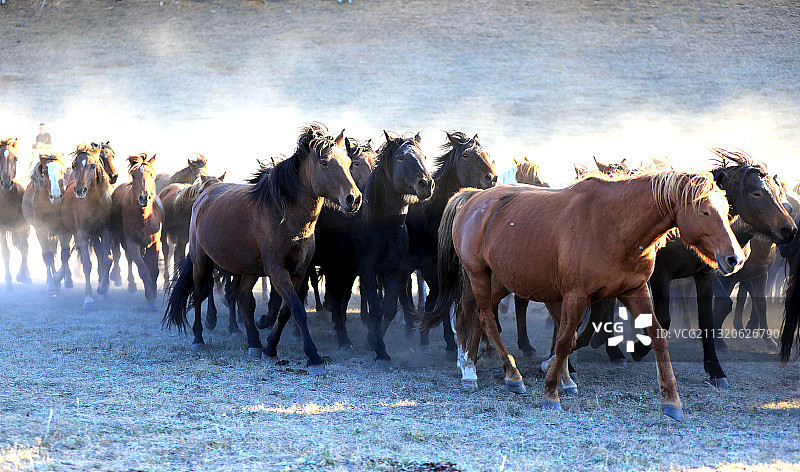 1E8A7914草原上群马奔驰2017.10内蒙古坝上乌兰布图片素材