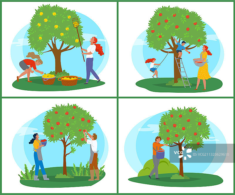 农民在果园里采摘苹果图片素材