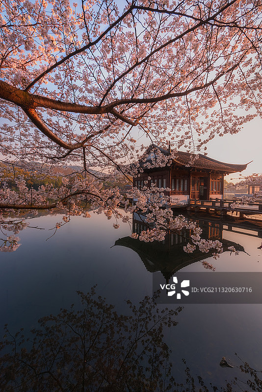 春之樱花图片素材