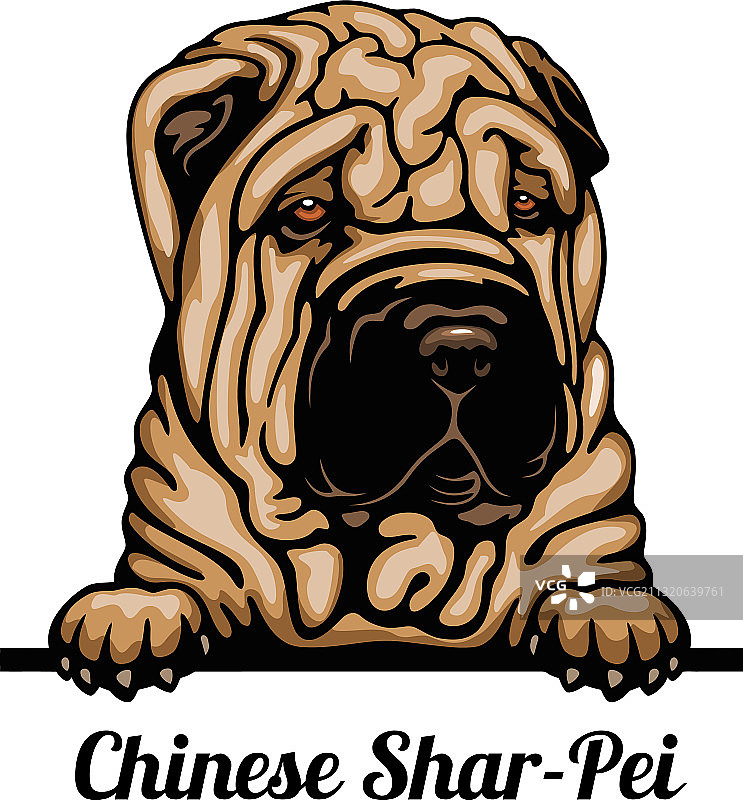 中国沙皮狗品种彩图图片素材