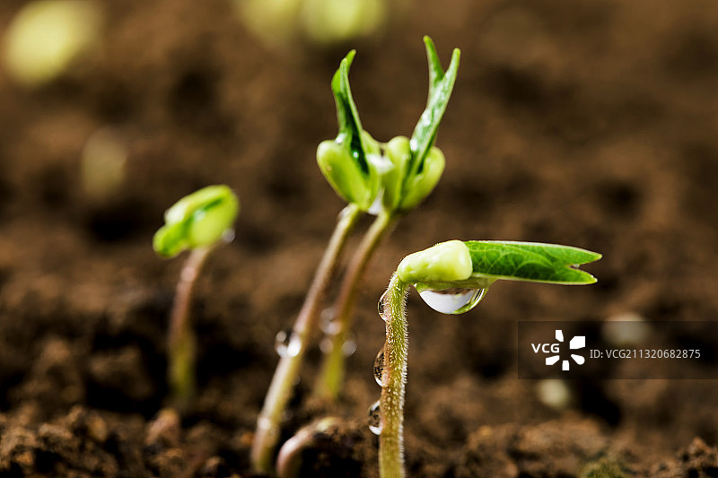 种子发芽图片素材
