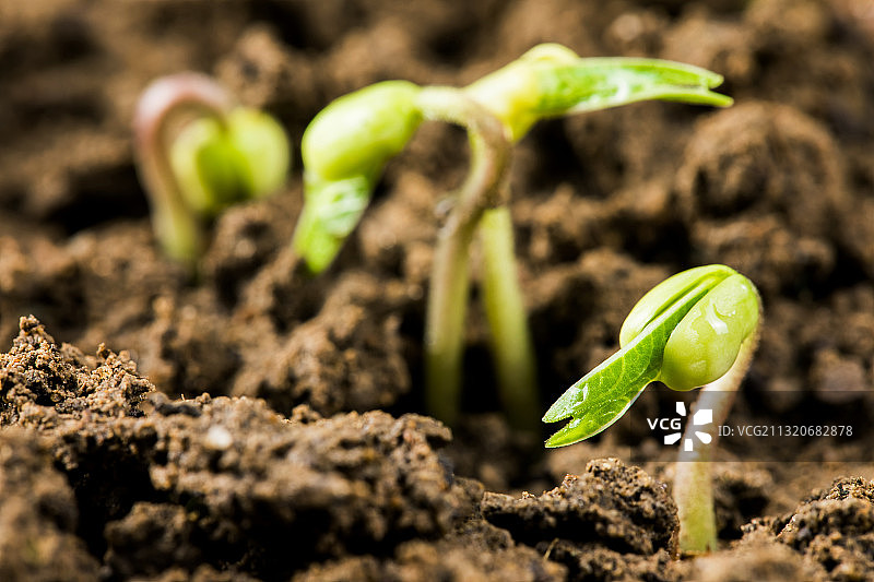 种子发芽图片素材
