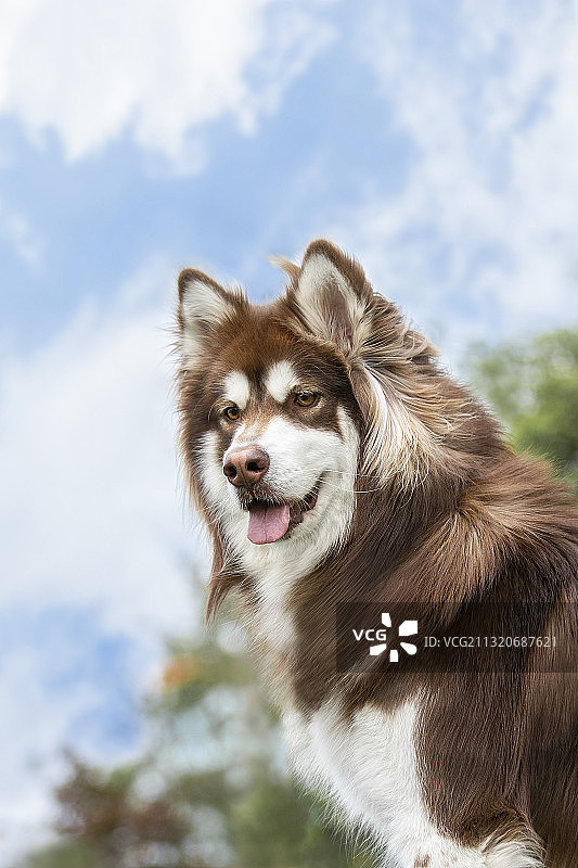 阿拉斯加犬半身特写图片素材