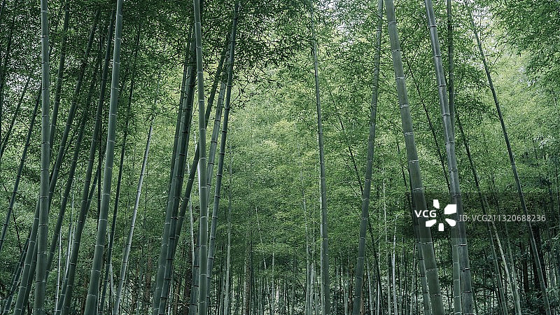 竹林图片素材