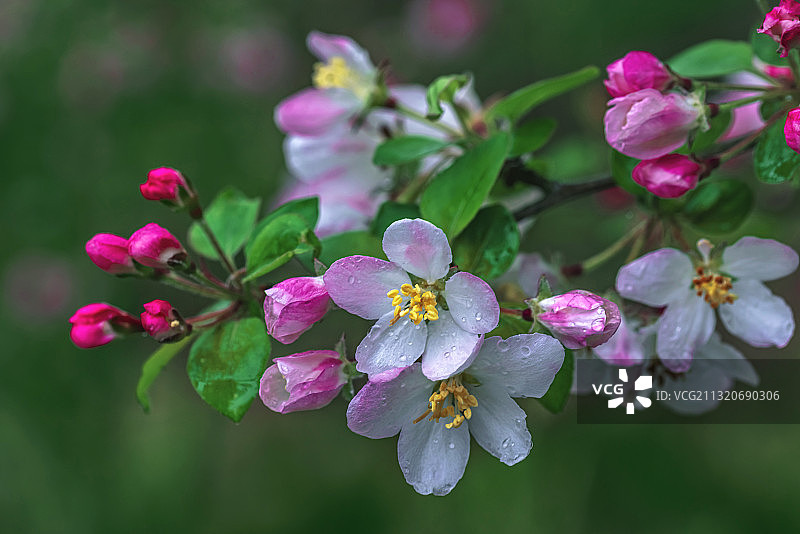 雨后的海棠花图片素材
