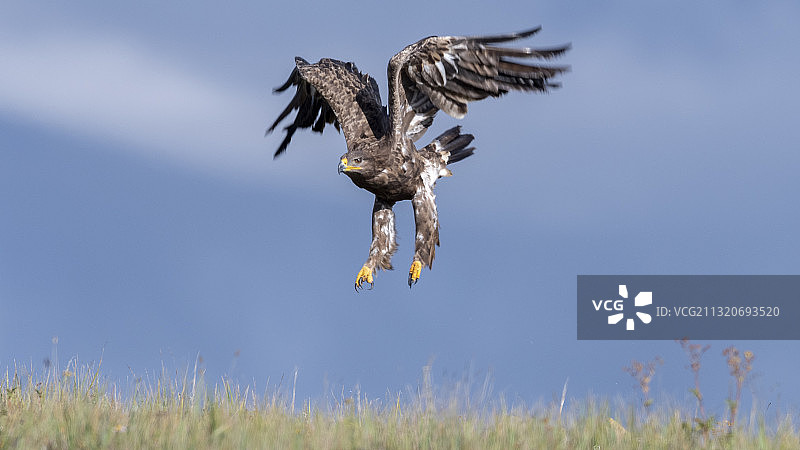 草原雕图片素材