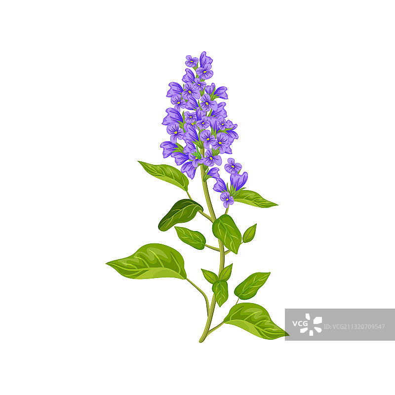 鼠尾草花图片素材