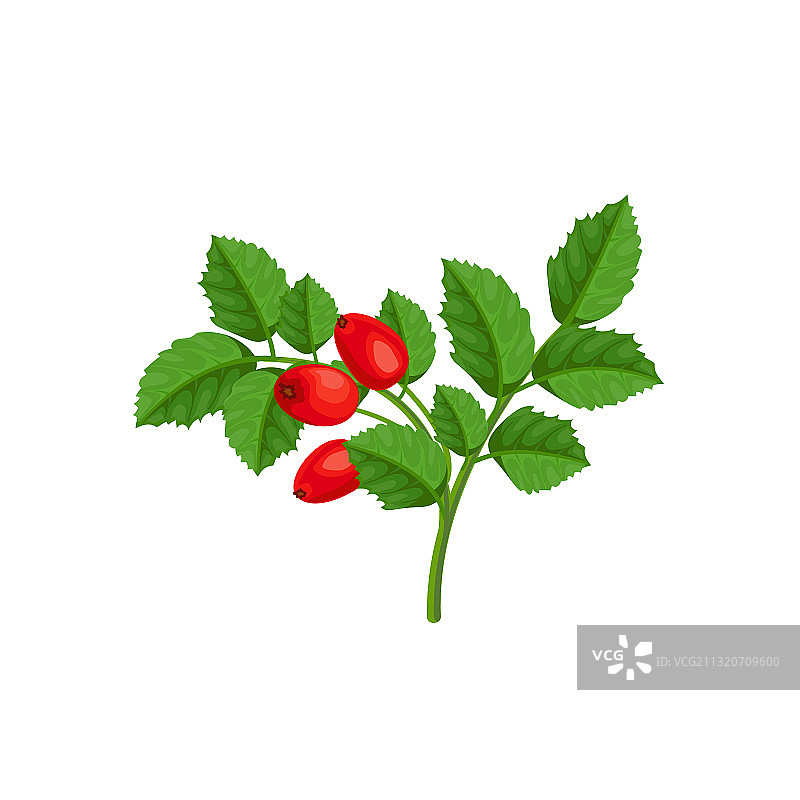 白色背景上的浆果和树叶特写图片素材