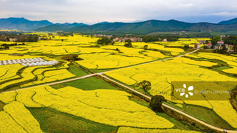 江西安福：油菜花陆续绽放 春意盎然美丽如画图片素材