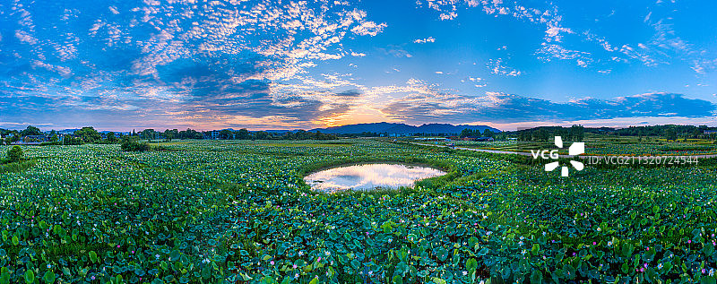 江西吉安：富渼农庄荷花盛开正当时图片素材