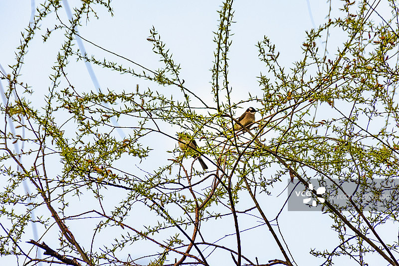 尽享初春带来的恩赐图片素材
