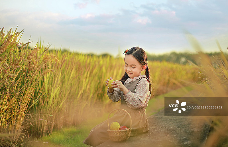 金黄色的水稻田里，坐着拔橘子的小女孩图片素材
