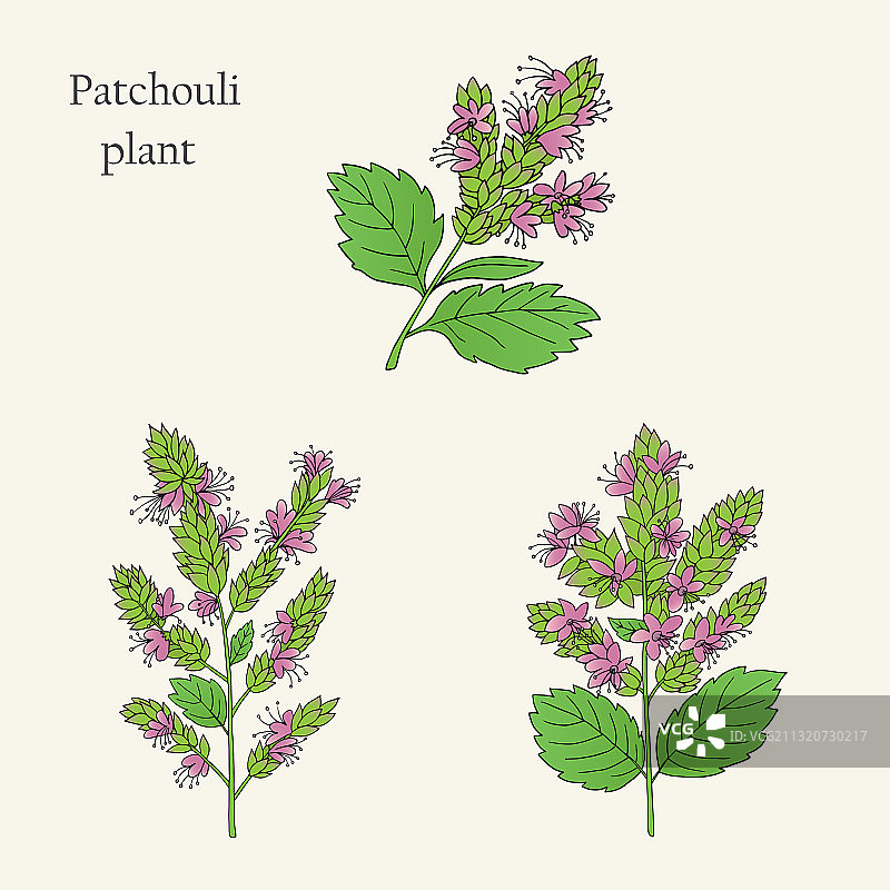 广藿香植物-02图片素材