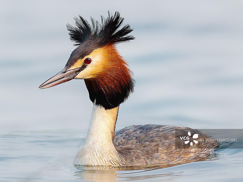 凤头鸊鷉图片素材